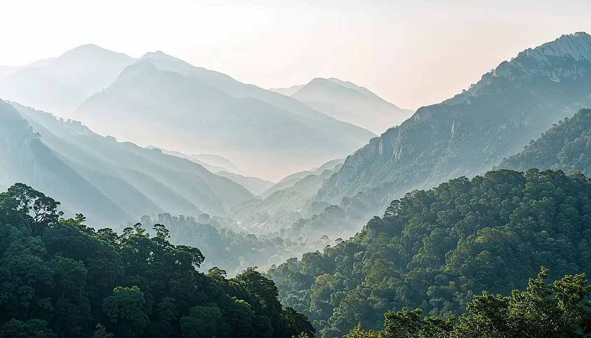 雾境森林2K高清壁纸