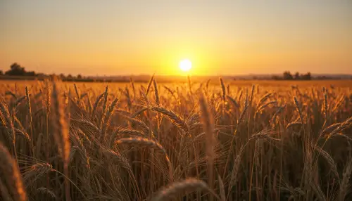 麦田夕阳2K高清壁纸